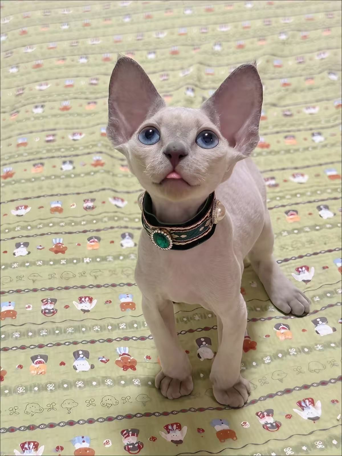 Hairless cat wearing a green velvet jewel collar