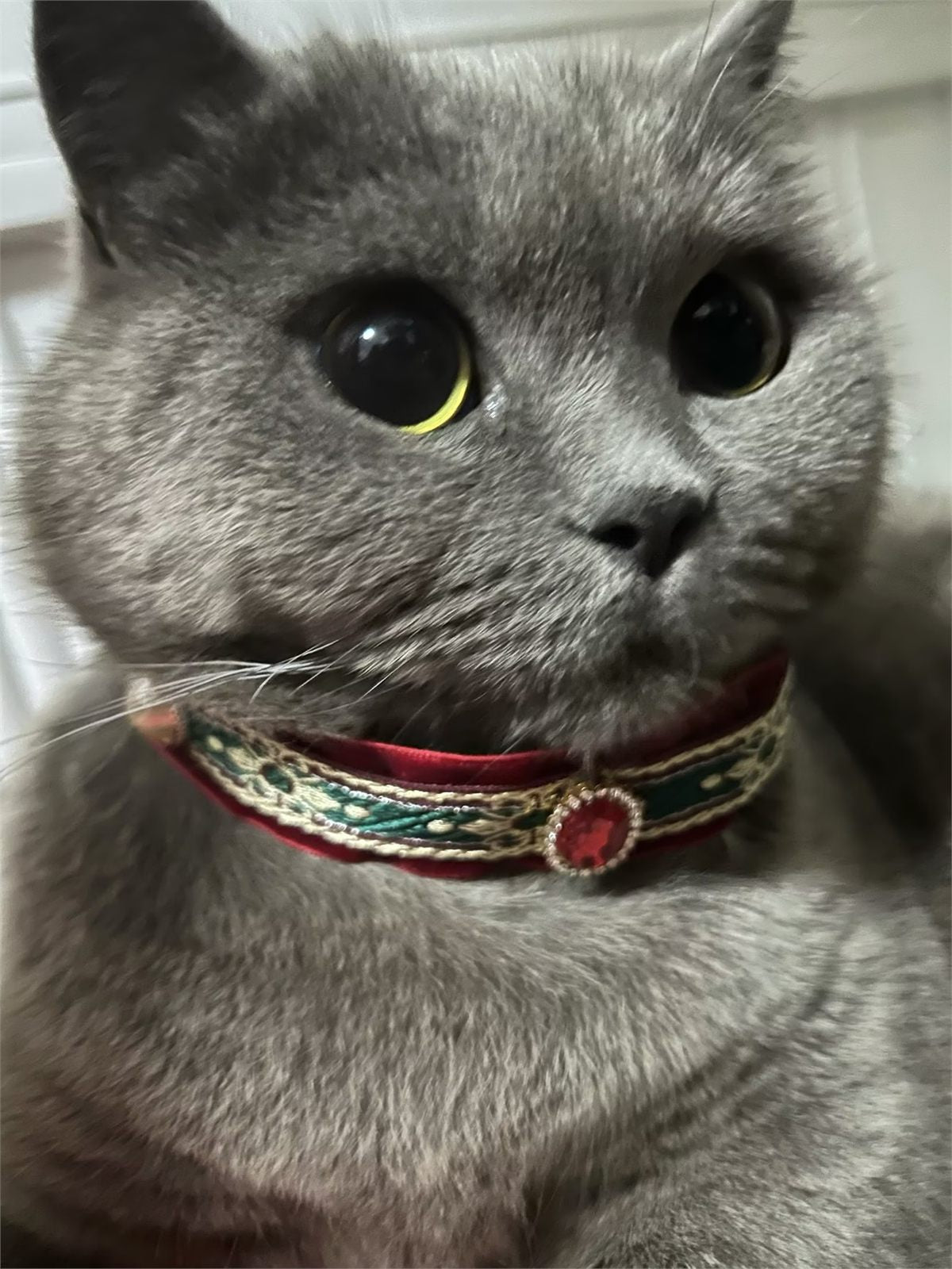 Gray cat wearing a red velvet jewel collar