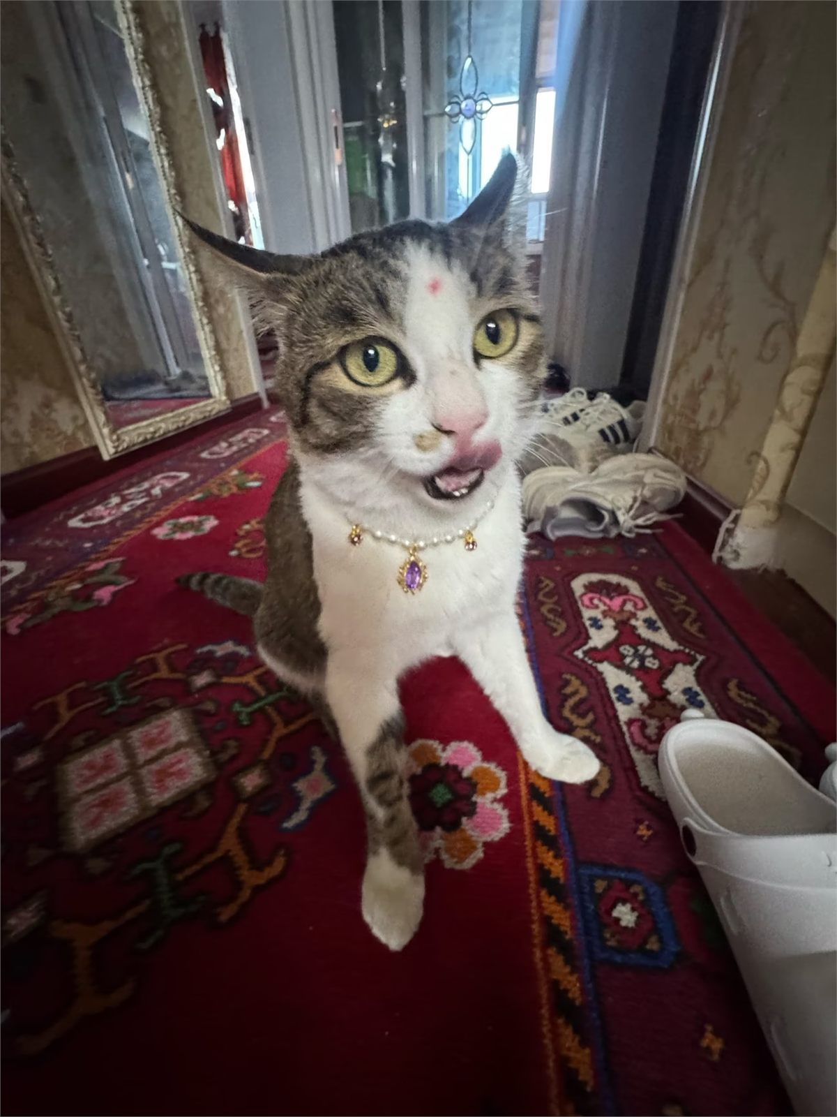 White and tabby cat wearing a pearl necklace with a purple jewel