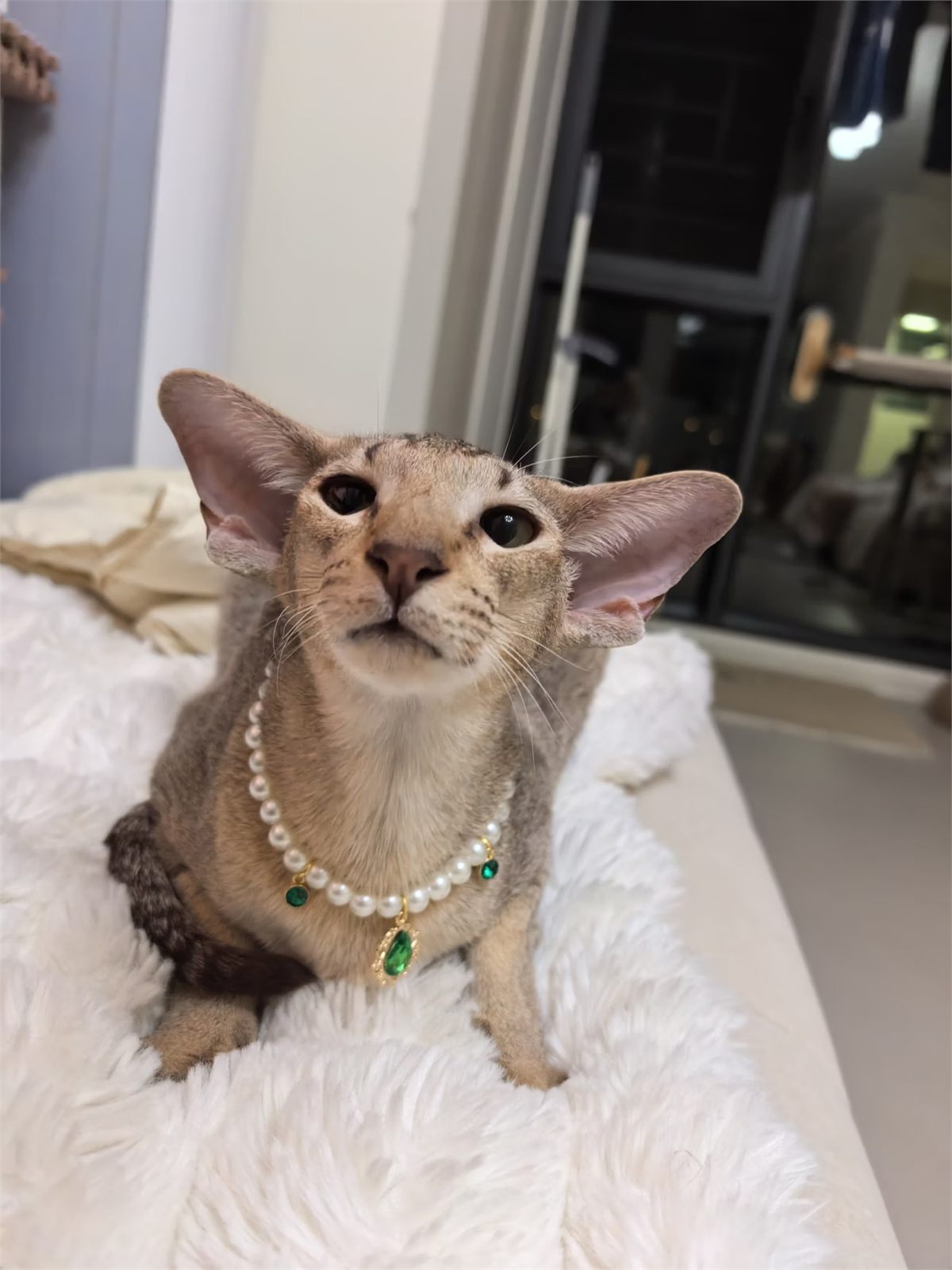 Short-haired cat wearing a pearl necklace with green jewels