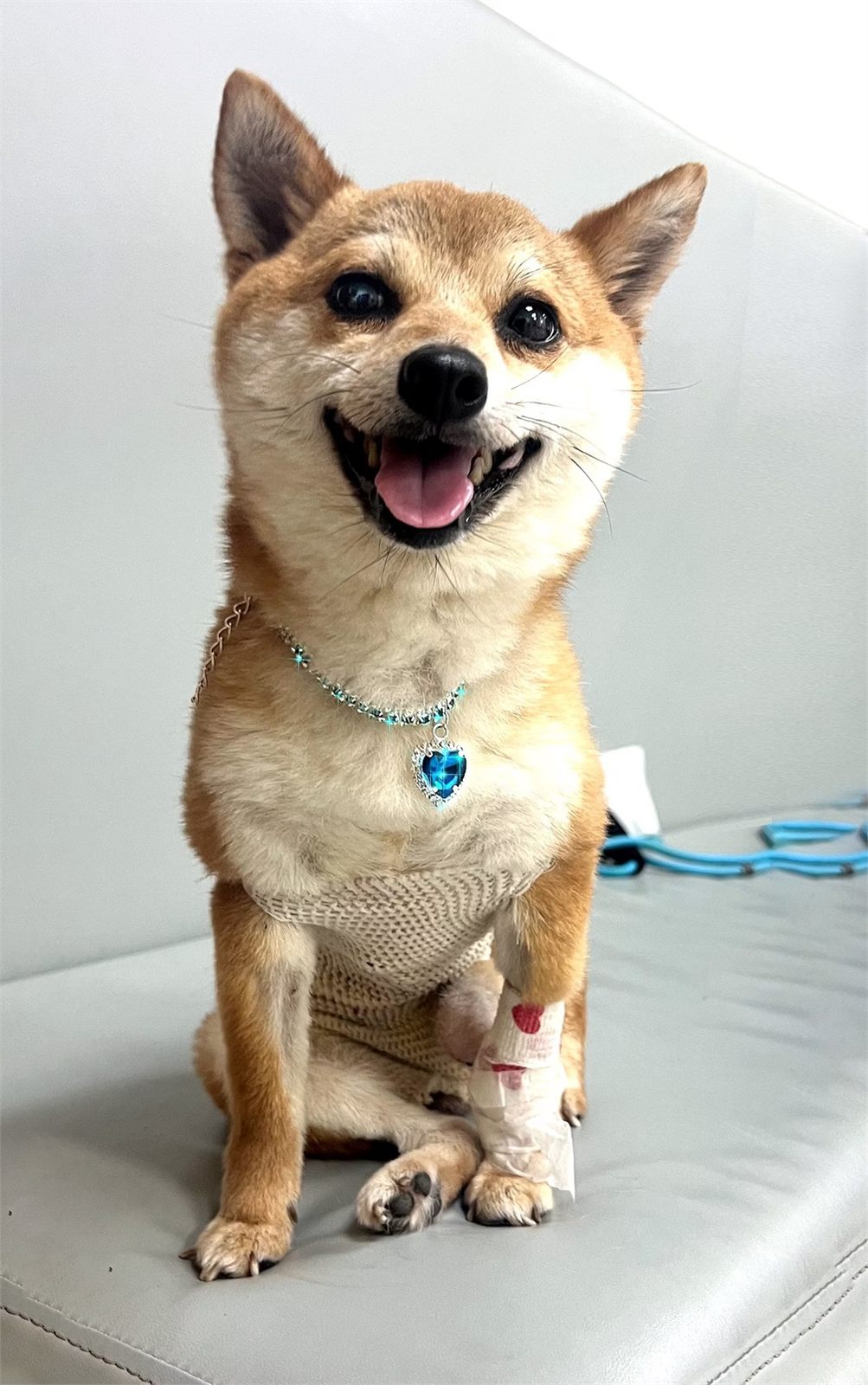 Small dog wearing a necklace with a blue heart jewel