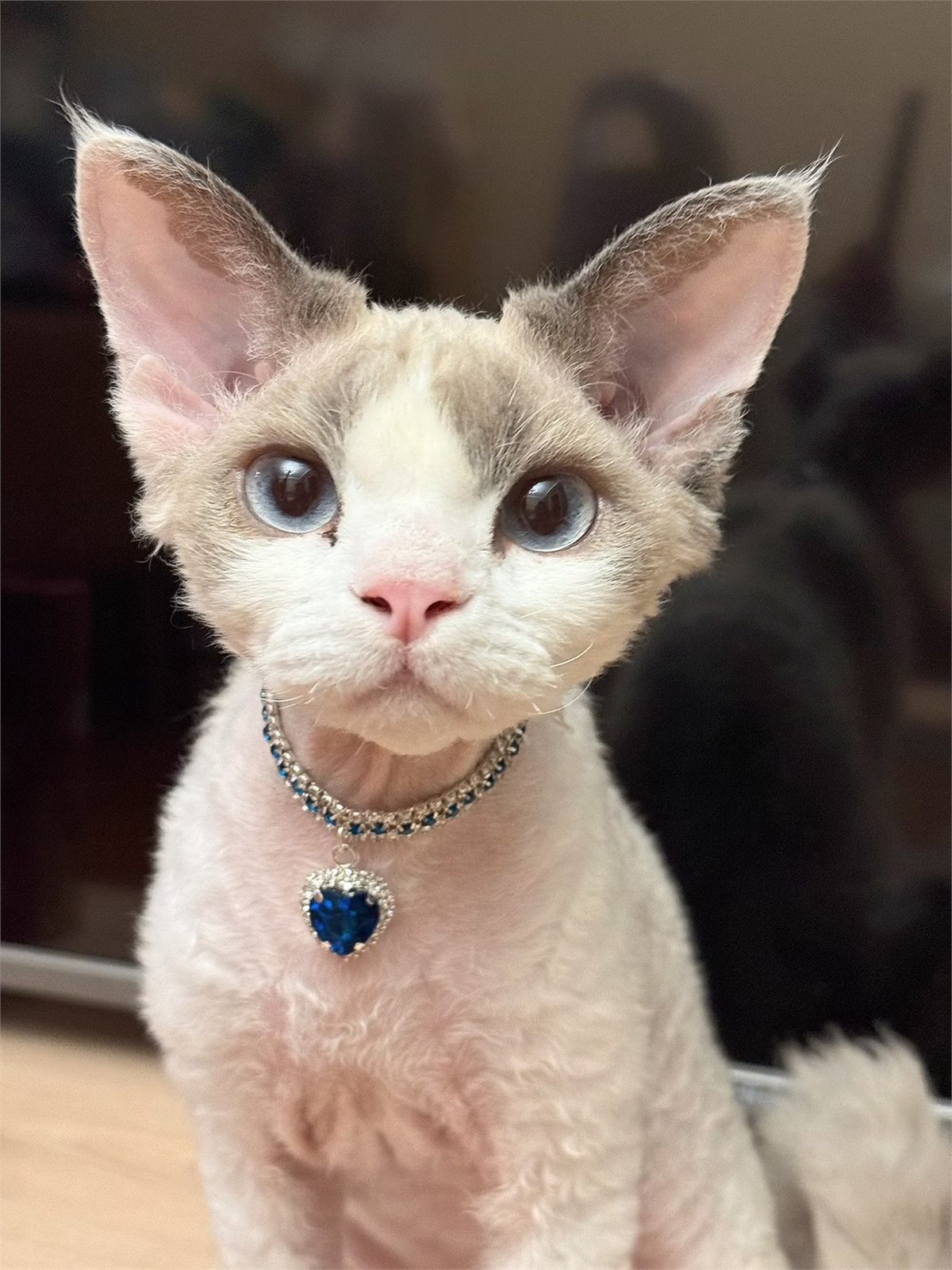 Hairless cat wearing a necklace with a blue heart jewel