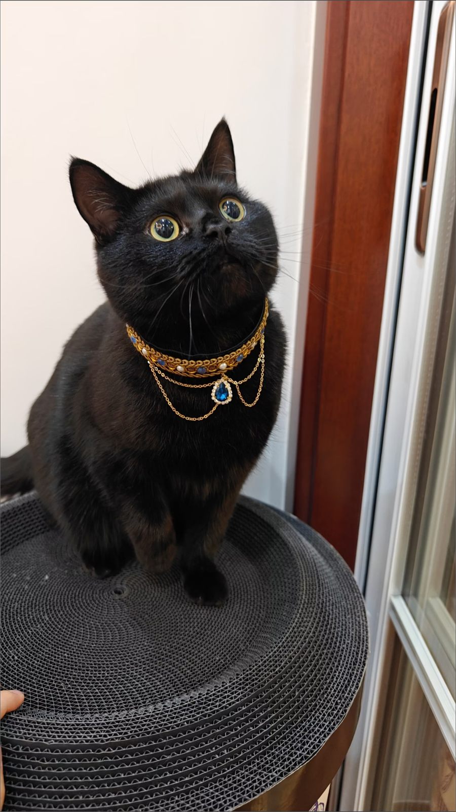 Black cat wearing an ornate collar with a blue teardrop jewel