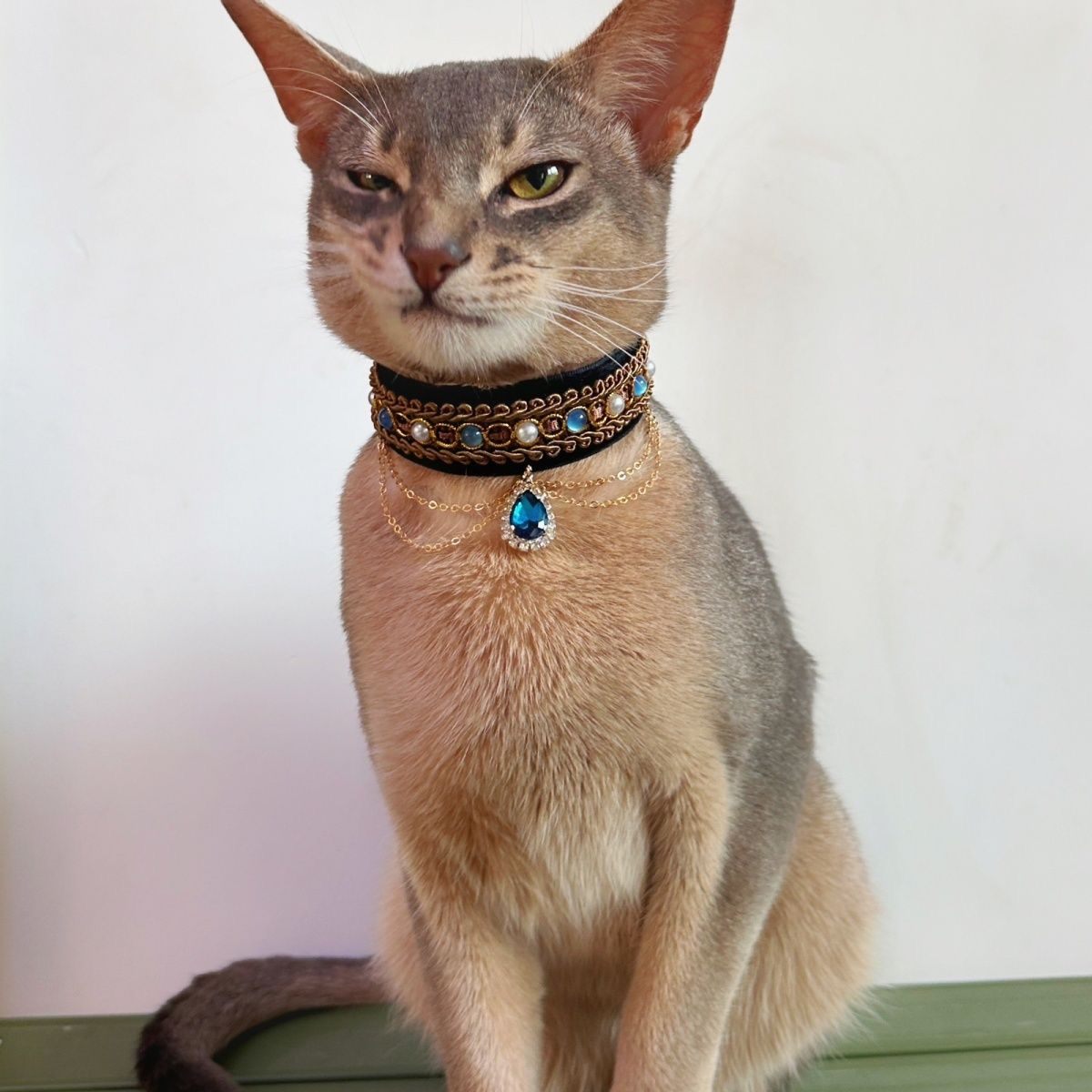 Short-haired cat wearing a black velvet collar with a blue jewel