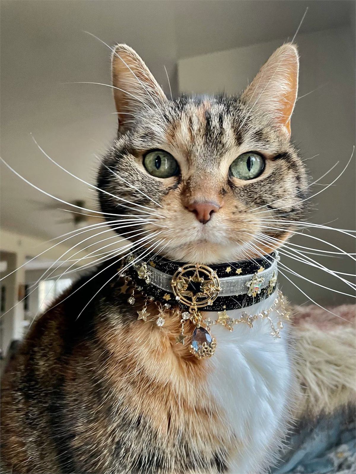 Tabby cat wearing a black and silver celestial statement collar