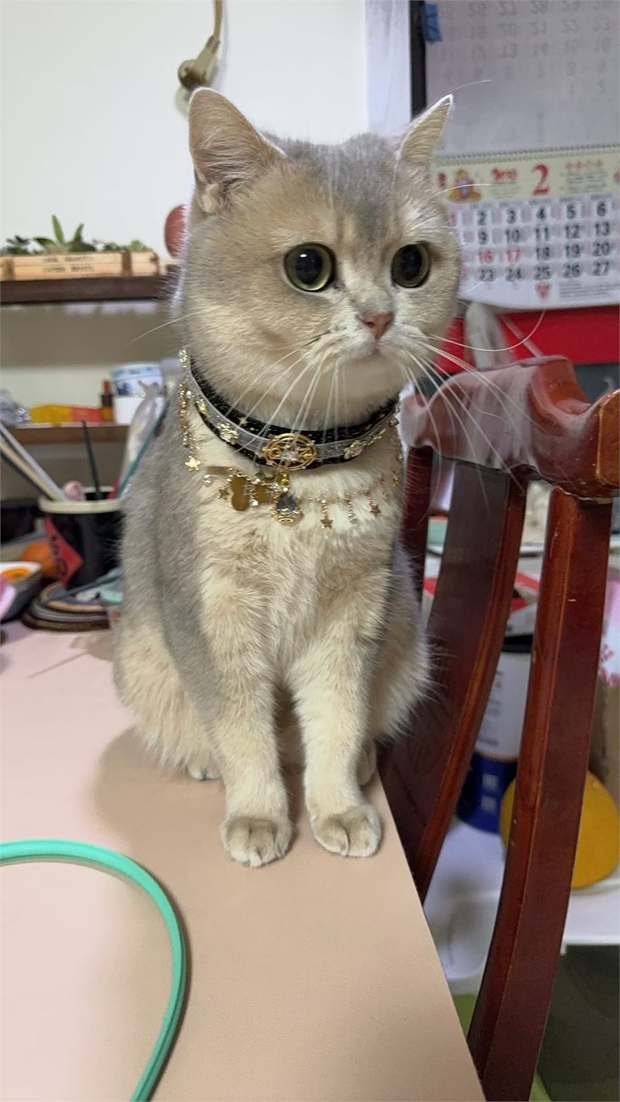 Gray cat wearing a black collar with gold celestial charms